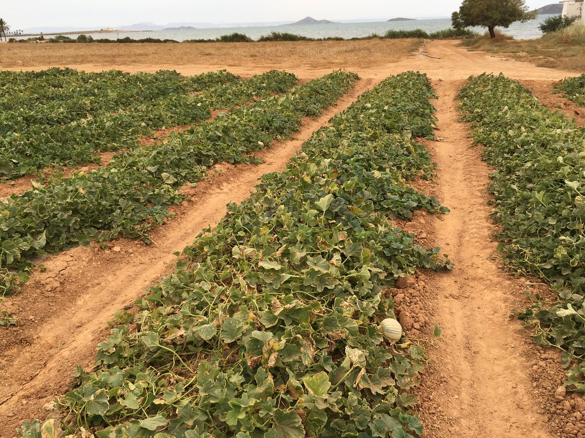 PAcToMarMENOR's tweet photo. Pacto por el Mar Menor se siente defraudado ante los acuerdos de los tres partidos políticos sobre la franja de protección de 1500 m, en los que solo se prohíbe el uso de fertilizantes en los primeros 500. Sobre todo nos preocupa el efectivo control del cumplimiento de la norma. https://t.co/alqj4IaiSV