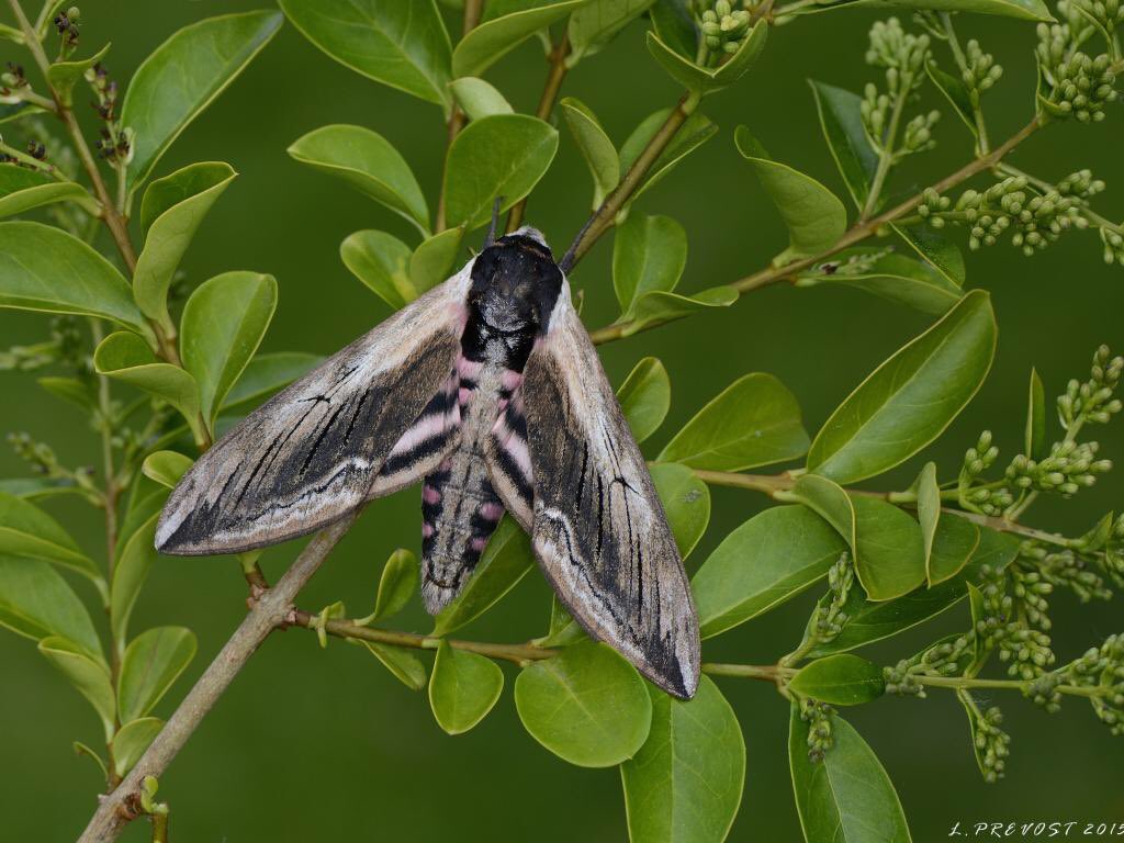 CreatureCandy9's tweet photo. The privet hawk moth is just 1 species that relies on ash. The devastating effects of ash dieback will have a huge impact on these moths as well as many other species. Image: Leigh Prevost

https://t.co/zkaSuOAgR5

#moths #privethawkmoth #mothapron #mothgifts #ashdieback #ashtree https://t.co/8J1ES9a8Wh