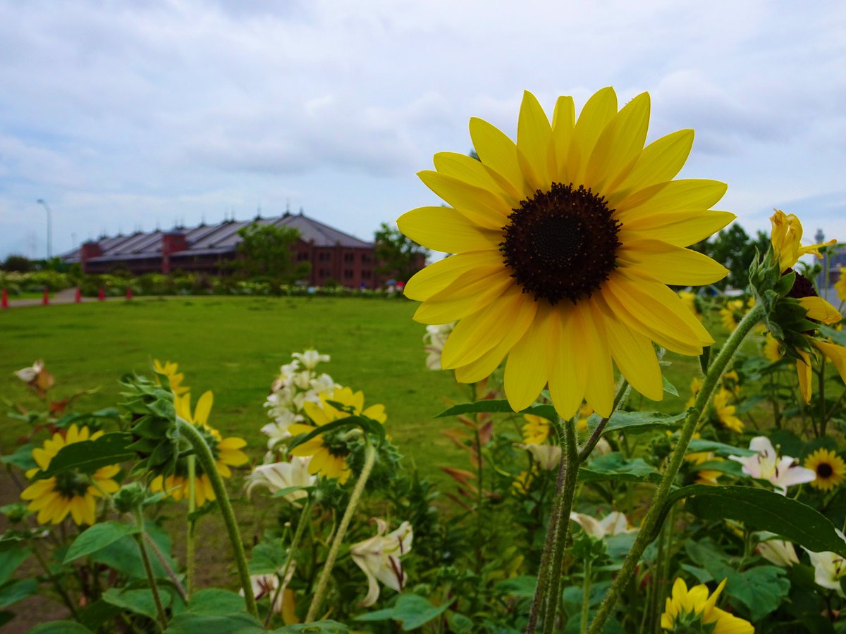ガーデンネックレス横浜公式 בטוויטר ガーデンベア 横浜 みなとみらい 新港中央広場 赤レンガ倉庫 花 ひまわり 向日葵 ユリ 百合 花が好きな人と繋がりたい 花のある生活 Gardennecklace Garden Gardenbear Yokohama Japan Flower Flowers