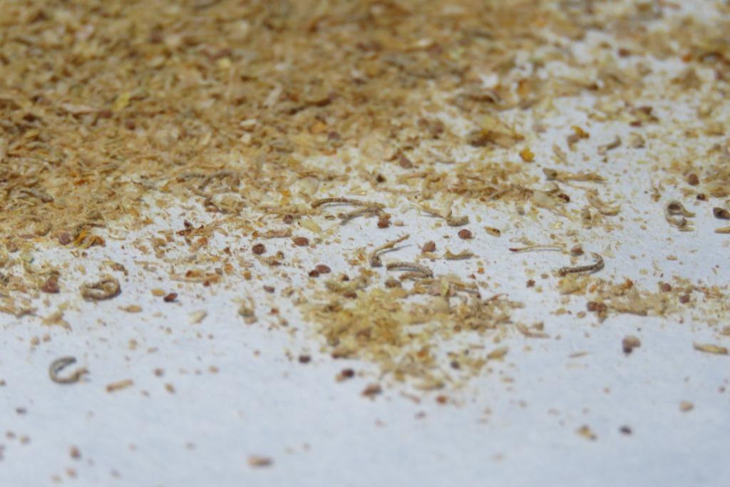 biodiversos.urjc tweet media