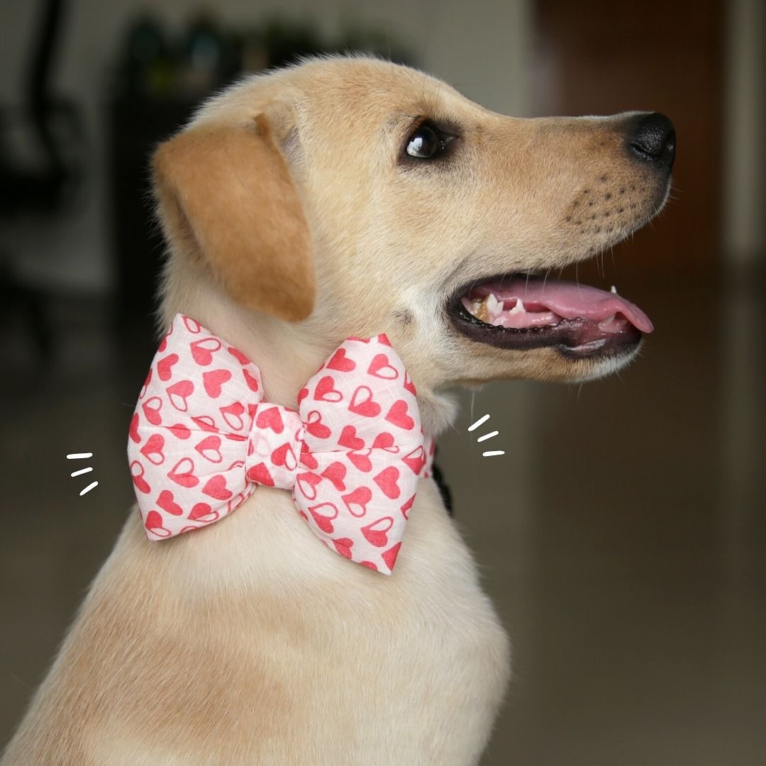 muttofcourse's tweet photo. Meet Biscuit/Biskoot, he's here to tell y'all to go to your DMs and message the person who cares for you the most ❤️ 
He's wearing Little Hearts bowtie from us.
.
#muttsofmuttofcourse https://t.co/BHVsSFcdas