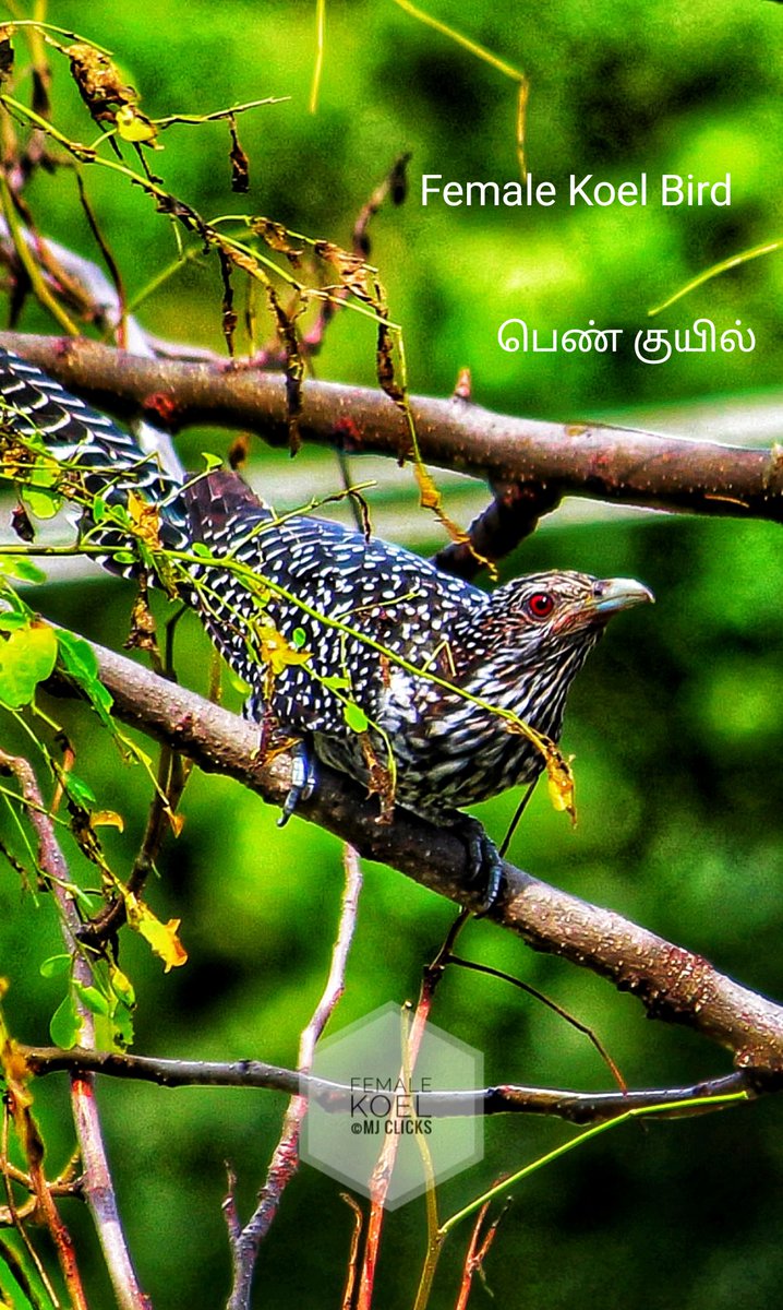 ManojsSekar's tweet photo. #MJclicks https://t.co/egiZESuzj1