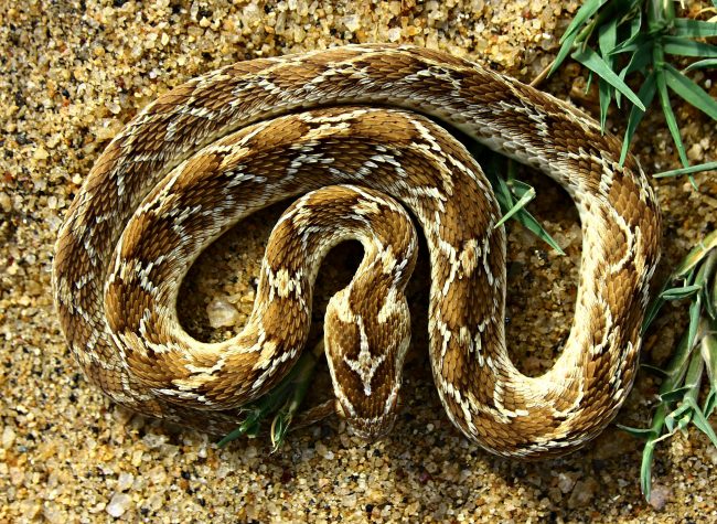 5. The Saw-Scaled Viper (වැලි පොලඟා/சுருட்டை விரியன்)Found in coastal areas, especially in Northern province and arid areas. Its length is no more than 24in. This viper can be recognized through the distinctive feature of the bird-feet markings along with their heads. #lka /13