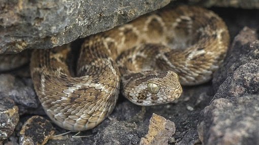5. The Saw-Scaled Viper (වැලි පොලඟා/சுருட்டை விரியன்)Found in coastal areas, especially in Northern province and arid areas. Its length is no more than 24in. This viper can be recognized through the distinctive feature of the bird-feet markings along with their heads. #lka /13
