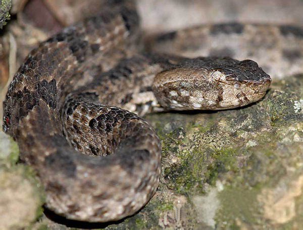 6. The Hump-nosed Viper (පොලොන් තෙලිස්සා & කුණක‍ටුව)Previously classified as moderately venomous, the Hump-nosed Viper has bumped up a notch after a discovery in 2010 that of the 61,000 (27%)snake bites recorded each year. It could be easily identified from it's head. #lka/14