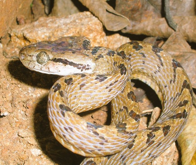 Misconceptions. The majority of snake species (63%) are harmless. Like, Cat snakes (පදුරු මාපිලා) are one of the most feared snakes In Sri Lanka belong to the mildly venomous group, and its bite causes much less pain than one inflicted by a hypodermic needle. #lka  #snakes/15