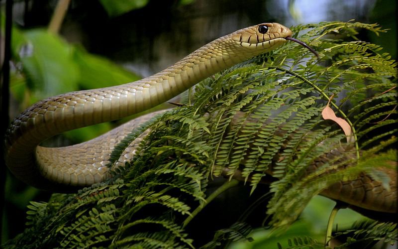 Misconceptions.People often get confused between the more widespread and harmless Rat snakes (ගැරඩියා/சாரை) with cobras. The rat snake plays a very important role as a pest controller. A close-up view of the head of a Rat Snake can be used for identification. #lka  #snakes/16