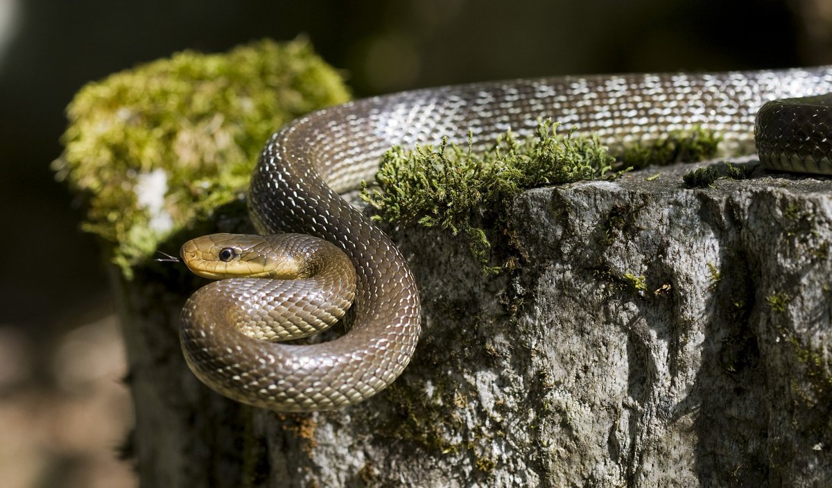 Misconceptions.People often get confused between the more widespread and harmless Rat snakes (ගැරඩියා/சாரை) with cobras. The rat snake plays a very important role as a pest controller. A close-up view of the head of a Rat Snake can be used for identification. #lka  #snakes/16