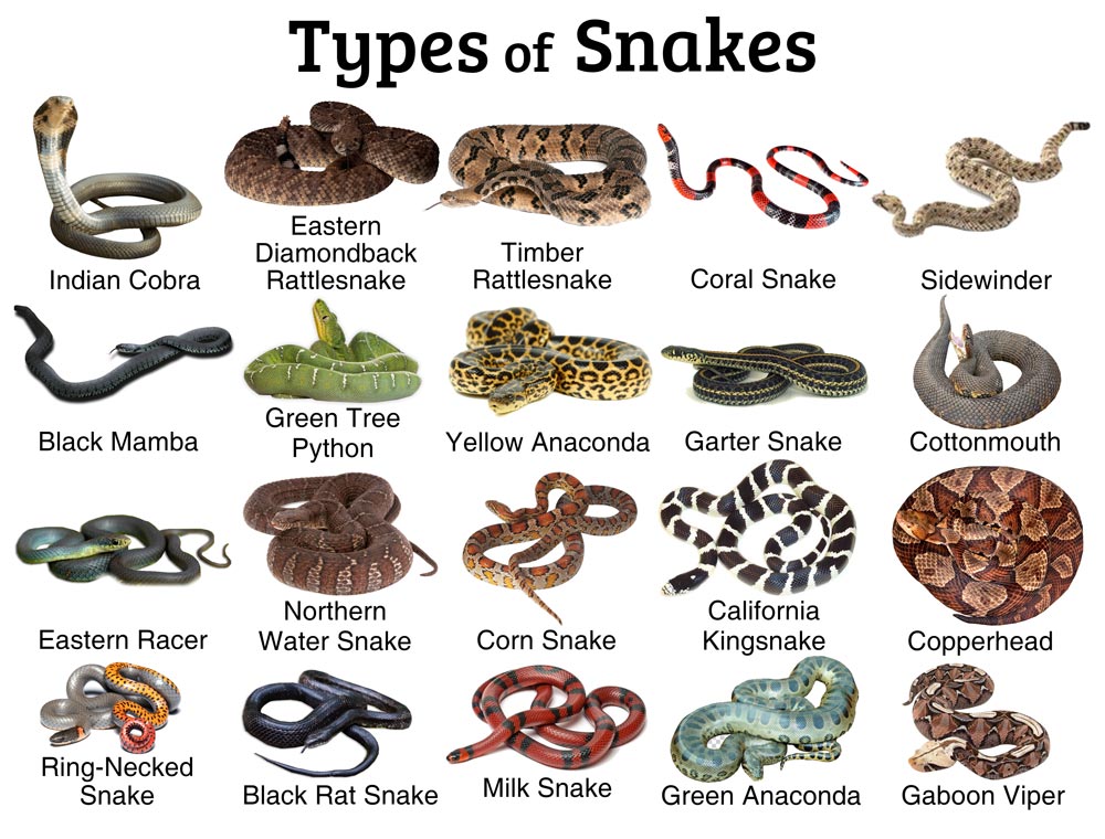 In the world.There are more than 3000 species of snakes on the planet, and they’re found everywhere except in Antarctica, Iceland, Ireland, Greenland, and New Zealand, but only a fraction (7%) can actually kill you from about 20% of venomous snakes. #snakes  #biodiversity /2