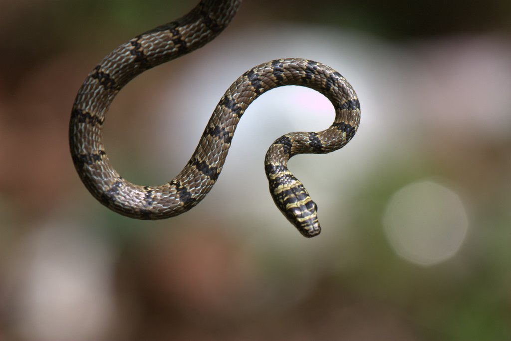 In Sri Lanka.There are 102 species of snakes live in Sri Lankan, these belong to 10 families. Out of 102, 87 live on land, 14 live in the ocean, and the remaining one inhabits brackish water. 49% of them are identified as endemic to the island. #lka  #snakes  #biodiversity/3