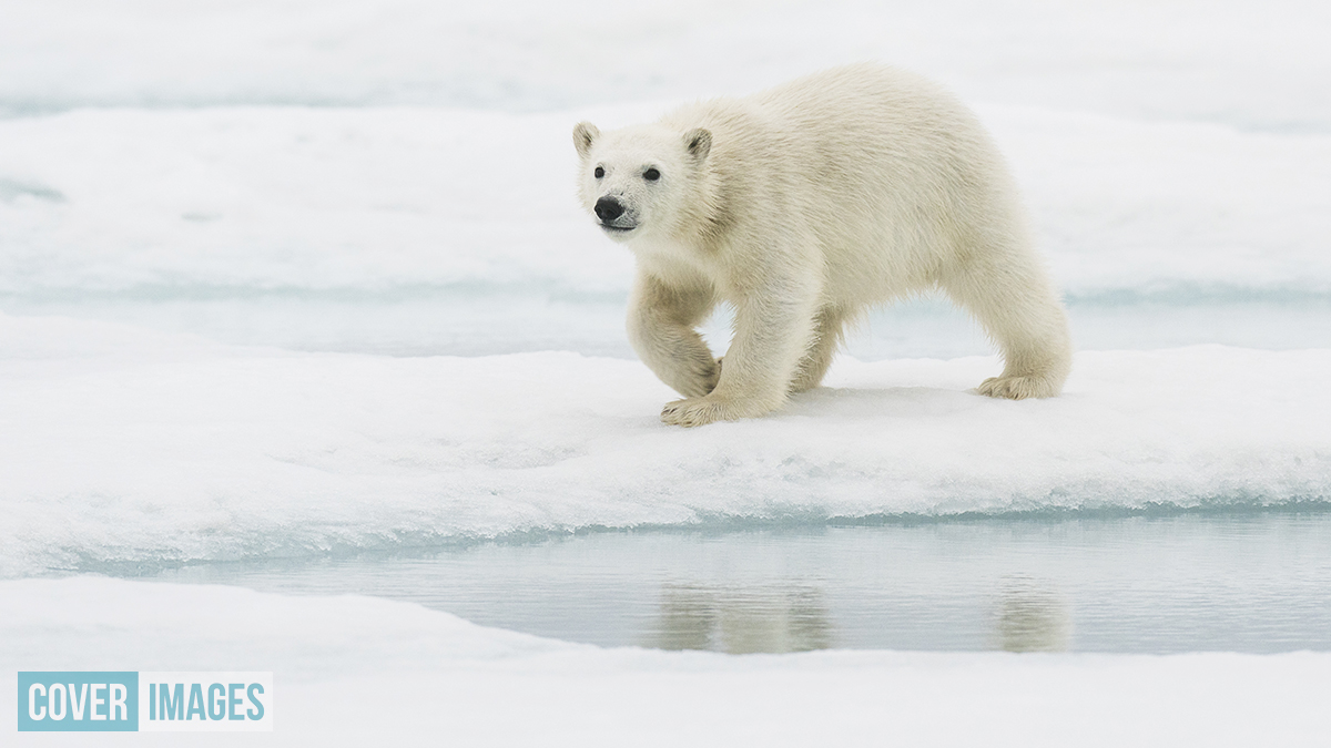 cover_images's tweet photo. Our favourite picture set of the week! Wildlife photographer Roy Mangersnes captured these adorable images of a polar bear cub waving at returning visitors to Svalbard in northern Norway after lockdown. “It was almost like it was welcoming us back to their frozen home,” said Roy. https://t.co/Mop0yBLAKF