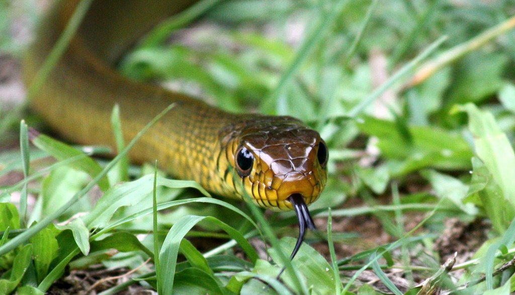 Misconceptions.People often get confused between the more widespread and harmless Rat snakes (ගැරඩියා/சாரை) with cobras. The rat snake plays a very important role as a pest controller. A close-up view of the head of a Rat Snake can be used for identification. #lka  #snakes/16