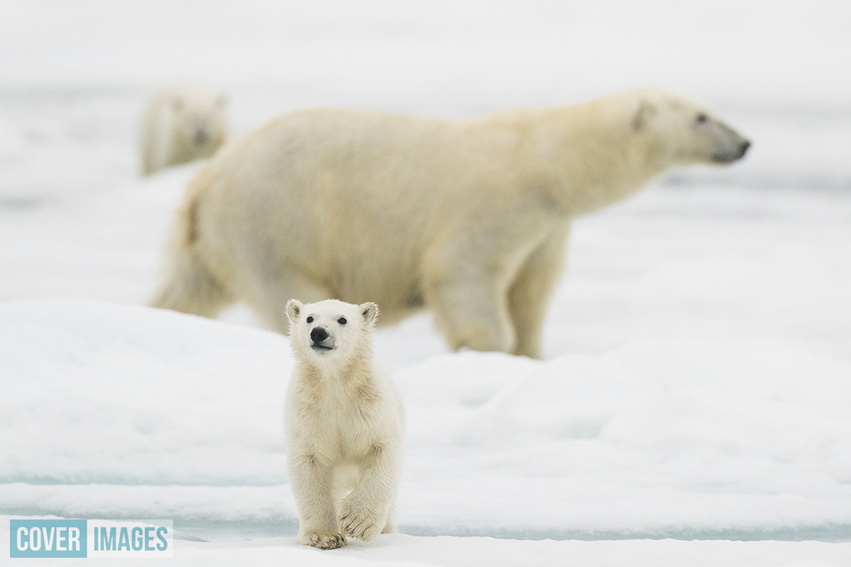 cover_images's tweet photo. Our favourite picture set of the week! Wildlife photographer Roy Mangersnes captured these adorable images of a polar bear cub waving at returning visitors to Svalbard in northern Norway after lockdown. “It was almost like it was welcoming us back to their frozen home,” said Roy. https://t.co/Mop0yBLAKF