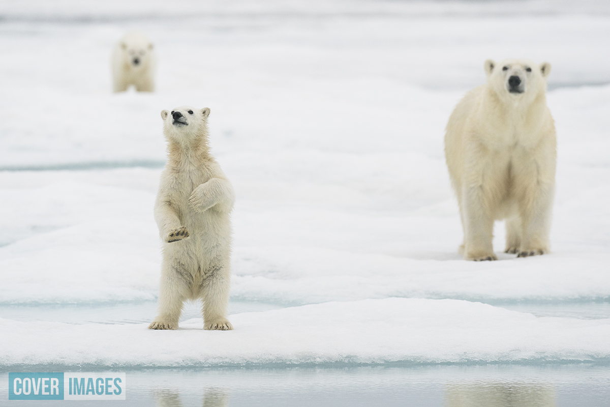 cover_images's tweet photo. Our favourite picture set of the week! Wildlife photographer Roy Mangersnes captured these adorable images of a polar bear cub waving at returning visitors to Svalbard in northern Norway after lockdown. “It was almost like it was welcoming us back to their frozen home,” said Roy. https://t.co/Mop0yBLAKF