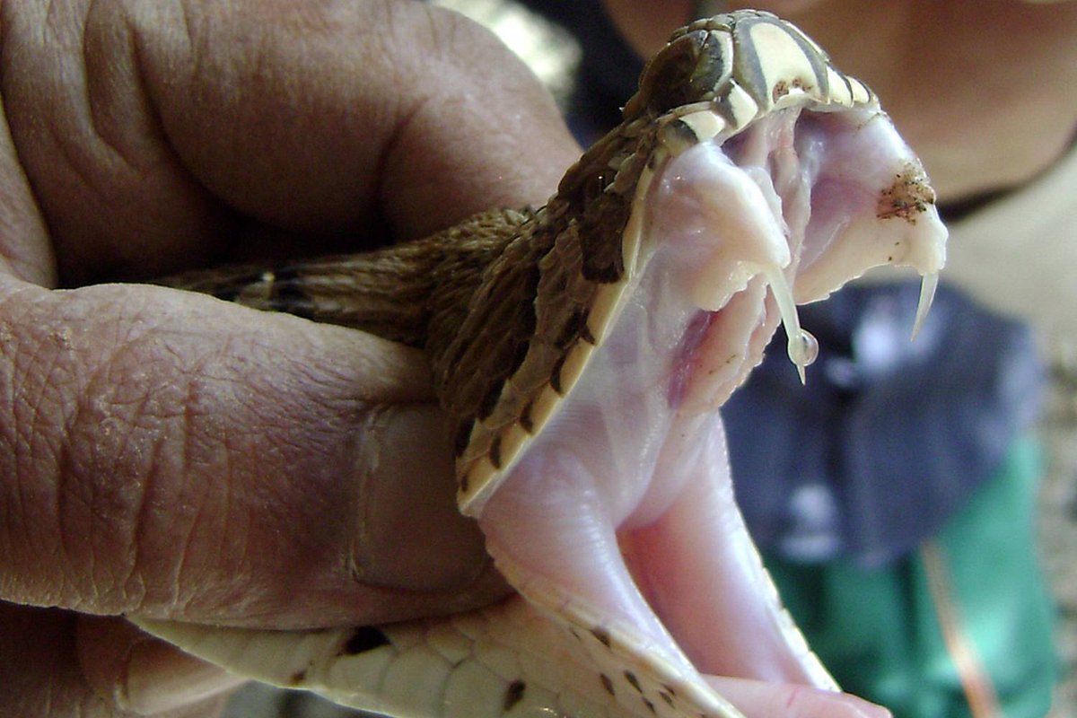 Venom.Sri Lankan snakes can be classified into 4 groups according to the lethality of their venom. Thus, 22 species can be considered as deadly venomous, 4 species as moderately venomous and 12 species as mildly venomous, the remaining is non-venomous. #lka  #snakes /4