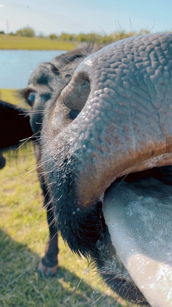 Cow of the Day🐮 tweet media