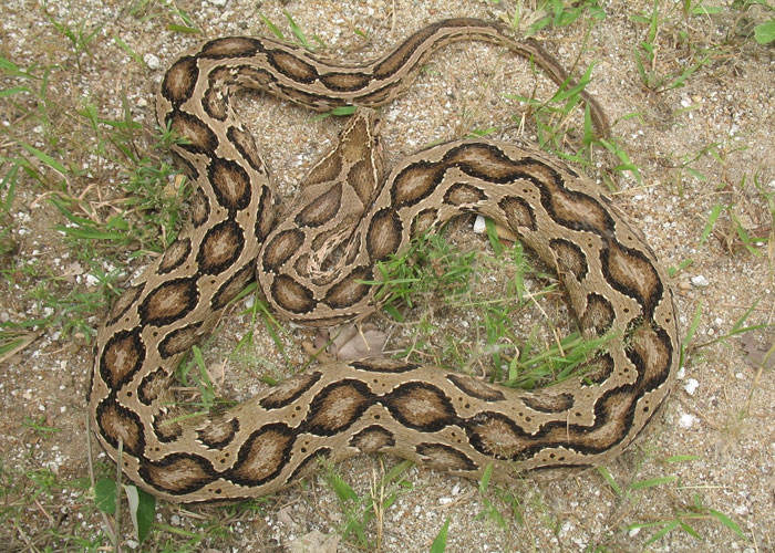 1. Russell’s Viper (තිත් පොළඟා/கண்ணாடி விரியன்).Probably most of the sri Lankan heard of it, the common highly venomous snake distributed throughout the island except at higher elevations and are abundant in agricultural lands in the rural areas. #lka  #biodiversity  #snakes /7