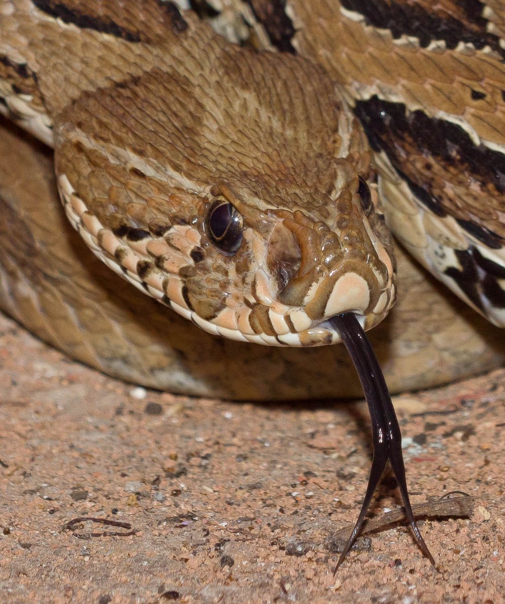 1. Russell’s Viper (තිත් පොළඟා/கண்ணாடி விரியன்).Probably most of the sri Lankan heard of it, the common highly venomous snake distributed throughout the island except at higher elevations and are abundant in agricultural lands in the rural areas. #lka  #biodiversity  #snakes /7