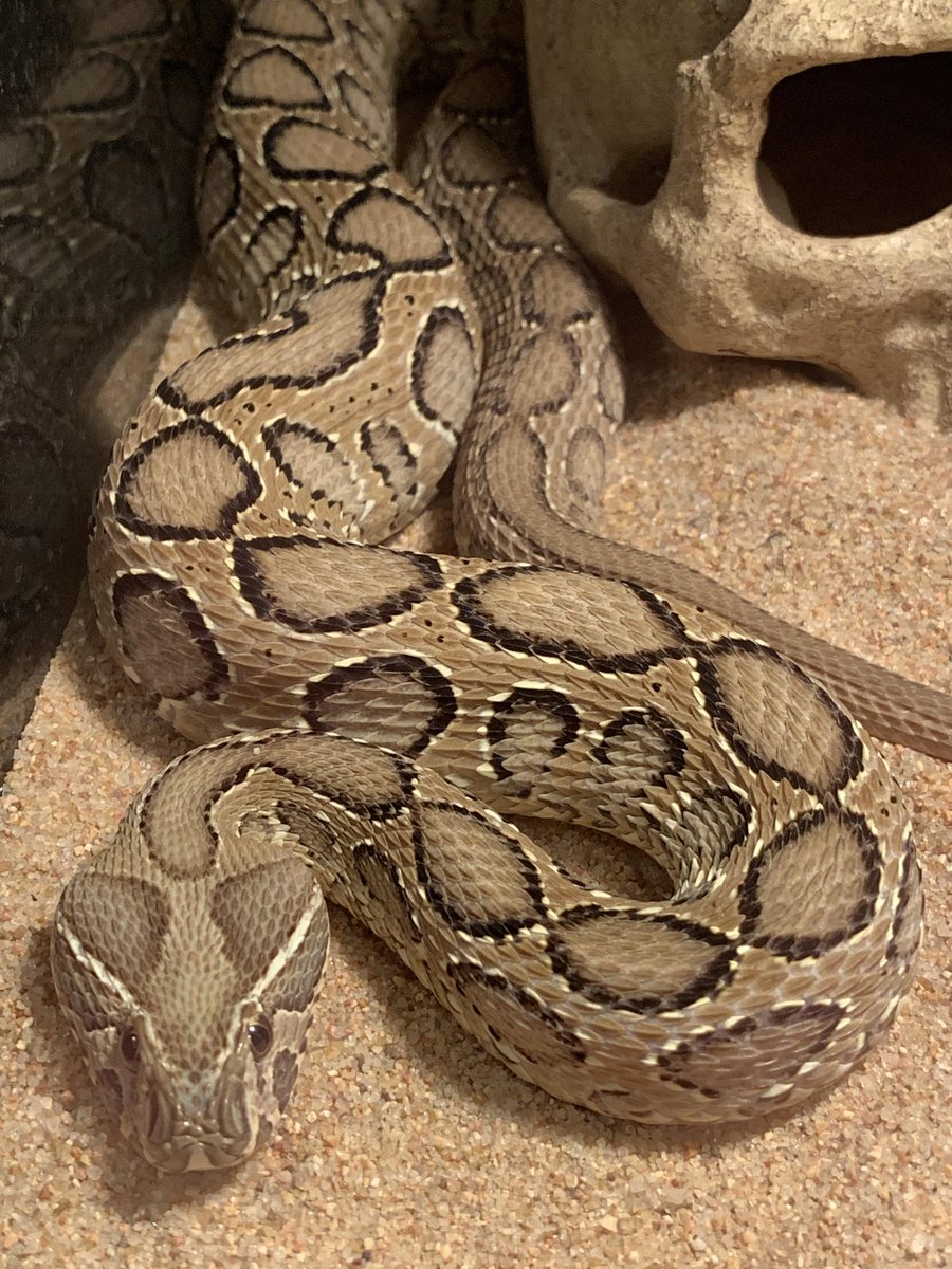 Identity.The Russell’s Viper is often confused for a python (which is not venomous), but you can identify them by noticing at the body, head and the appearance. Viper has white colour "V" mark in its head and distinct patterns of dots where Python hasn't both. #snakes /8