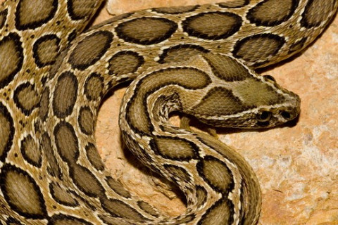 Identity.The Russell’s Viper is often confused for a python (which is not venomous), but you can identify them by noticing at the body, head and the appearance. Viper has white colour "V" mark in its head and distinct patterns of dots where Python hasn't both. #snakes /8