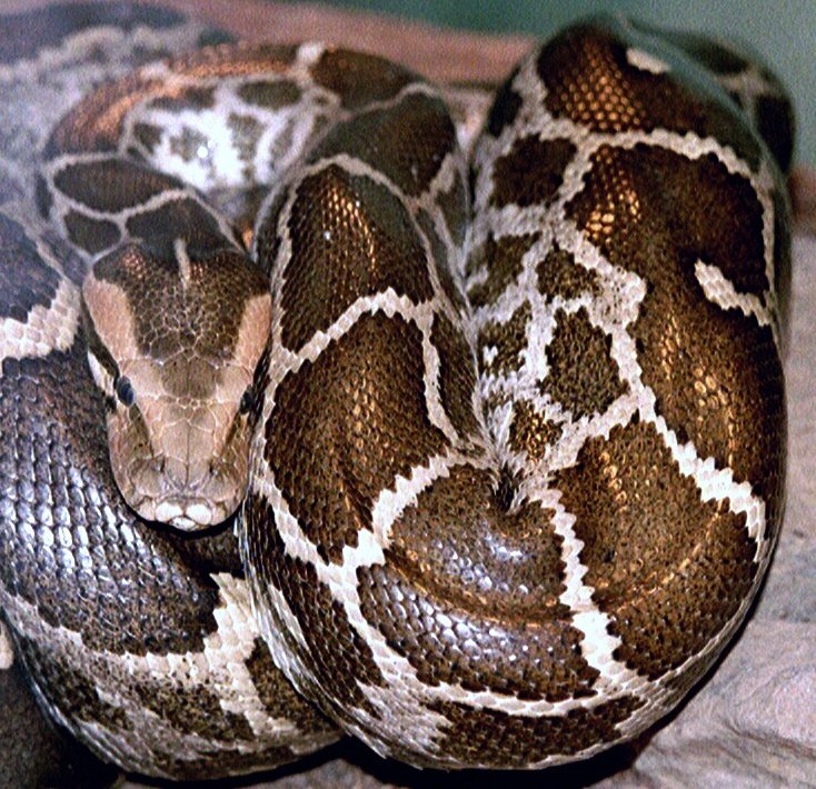 Identity.The Russell’s Viper is often confused for a python (which is not venomous), but you can identify them by noticing at the body, head and the appearance. Viper has white colour "V" mark in its head and distinct patterns of dots where Python hasn't both. #snakes /8