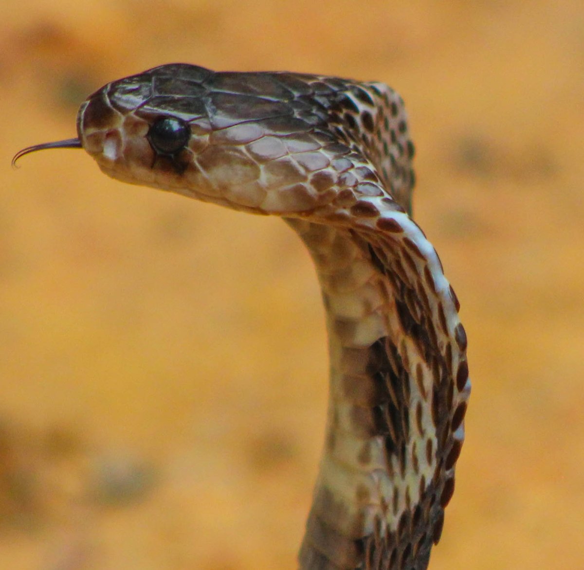 2. Cobra (නයා/நல்ல பாம்பு)This is one snake probably everyone familiar with because of the hooded shape of their head. Cobras are found right throughout the island. There are numerous myths and cultural beliefs found in the country about Cobra. #lka  #snakes  #biodiversity /9