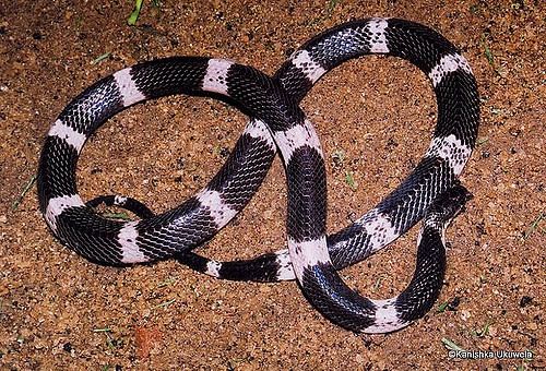3. Ceylon Krait (මුදු කරවලා/கண்டங்கருவளை/காட்டு விரியன்)It's usually found in the wet zone, inhabiting rural villages and the surrounding forests. the good news is they typically come out at night but like to hide inside human dwellings during the rainy season. #lka  #snakes/10