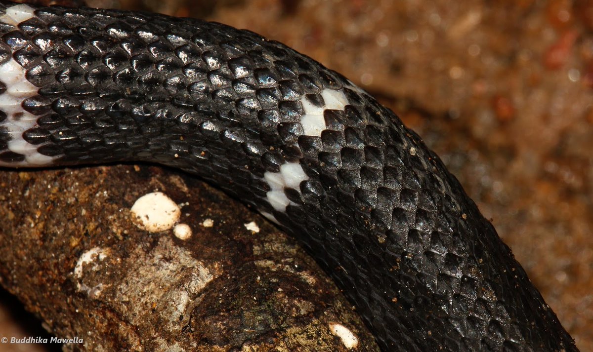 4. Common Krait (තෙල් කරවලා/கண்டங்கருவளை)The most dangerous land snake in Sri Lanka. They found in the dry zone, and hide during the daytime. They have tiny fangs, so you may not even feel the bite; at most, it could feel like an insect bite. #lka  #biodiversity  #snakes/11