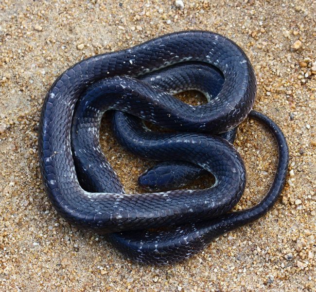 4. Common Krait (තෙල් කරවලා/கண்டங்கருவளை)The most dangerous land snake in Sri Lanka. They found in the dry zone, and hide during the daytime. They have tiny fangs, so you may not even feel the bite; at most, it could feel like an insect bite. #lka  #biodiversity  #snakes/11