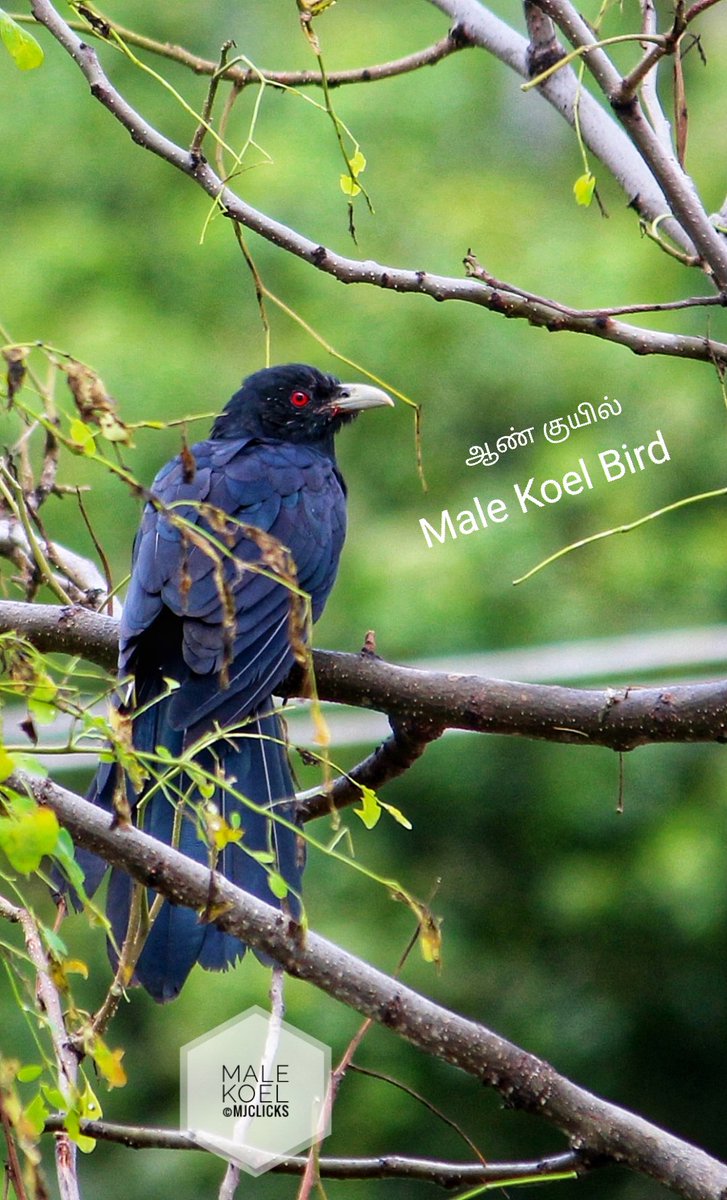 ManojsSekar's tweet photo. #MJclicks https://t.co/wbln7XK9jj