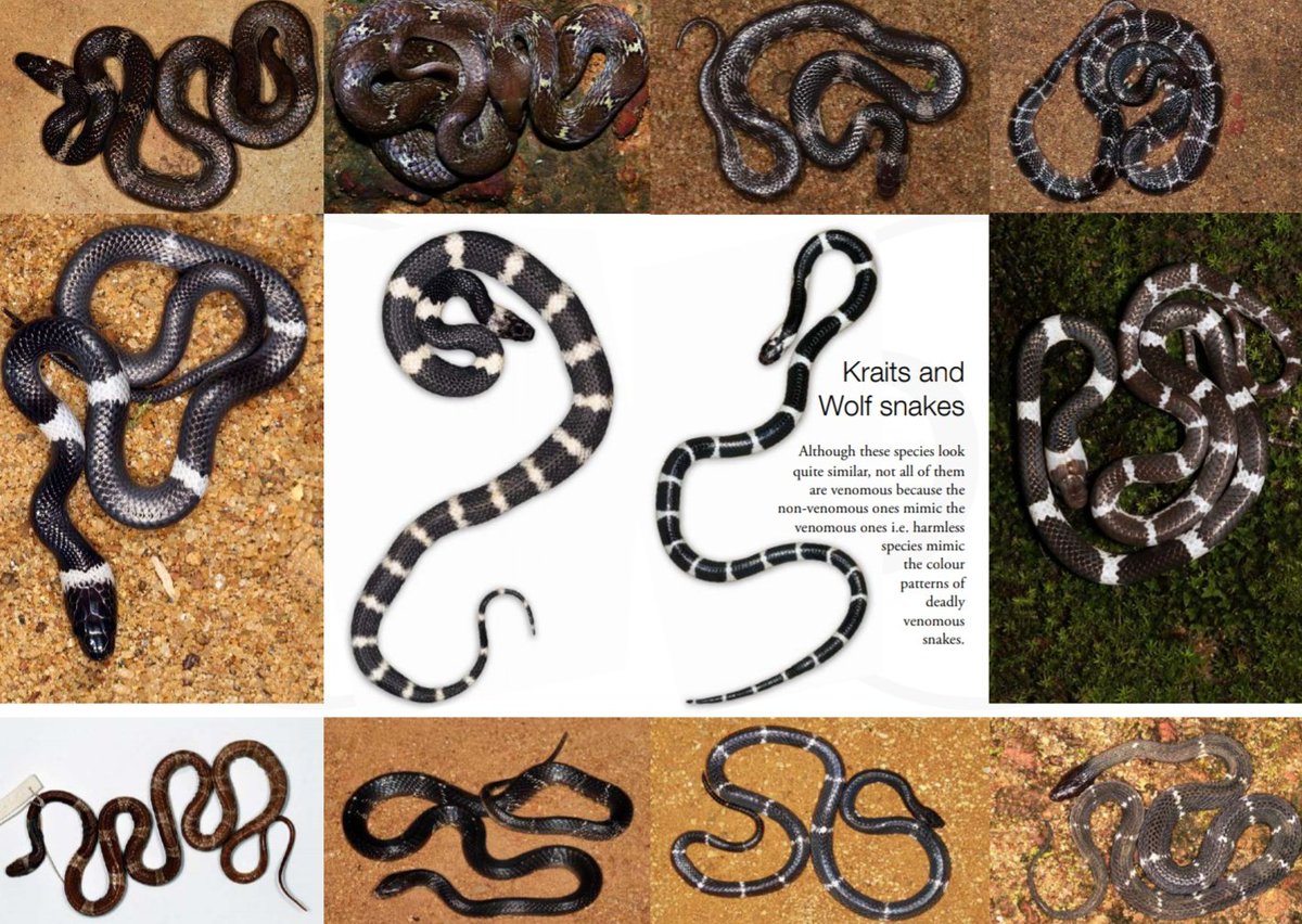 Identity of Kraits.Both have black dorsum and white band, where common Krait has narrow, paired white bands that fadewith age, and Ceylon Krait has wide,single white bands. Both are shiny but common Krait is shinier as the name given as "thel(oily) Karavala" #lka /12
