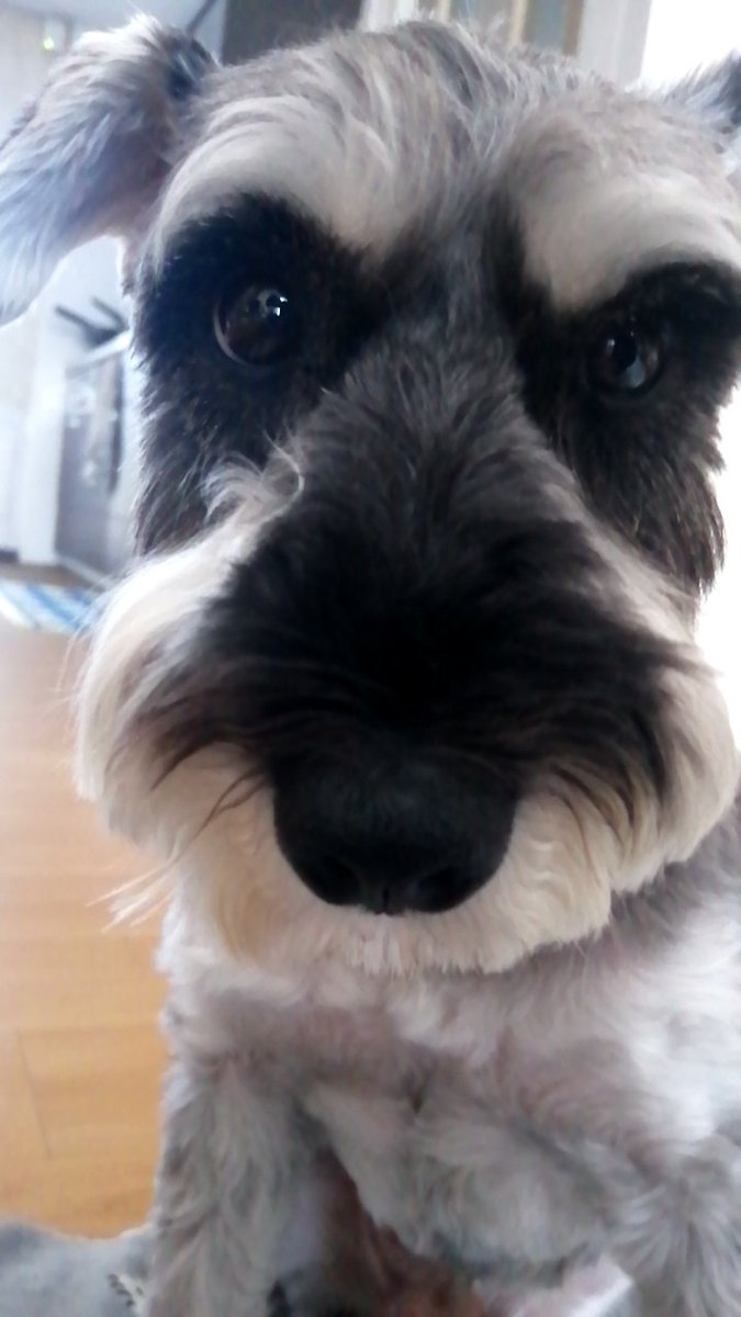 こけ様 専用ページ ミニチュア シュナウザー Transparencia Operaguaci Gob Mx