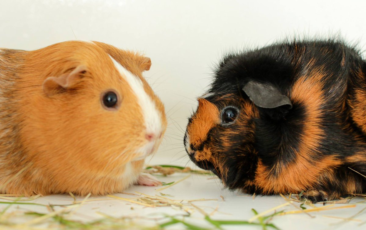 MewesVets's tweet photo. Happy #GuineaPigAppreciationDay. These two cuties belong to our vet Ali. https://t.co/6BU4mhkGyF
