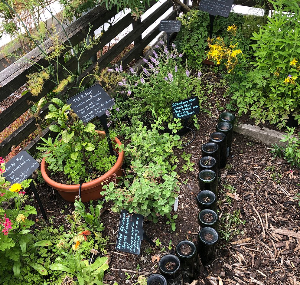 CDALDN's tweet photo. From Lemon Balm to Moroccan Mint, the BEE Wild rooftop garden at Midtown BID Member Le Cordon Bleu continues to flourish and provide ingredients for the gastronomic kitchens below.
#BeeWild #WildWestEnd #LeCordonBleu #MidtownLDN https://t.co/r3b9WKXASJ