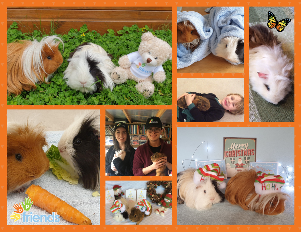 FOPFriends's tweet photo. Today is Guinea Pig Appreciation Day!  So we thought we'd share  some photos of our office guinea pigs...  We'd love you to comment with photos of your little guineapiggies too!  #GuineaPigAppreciationDay 🧡💚💙💛 https://t.co/RwDekhFYiG