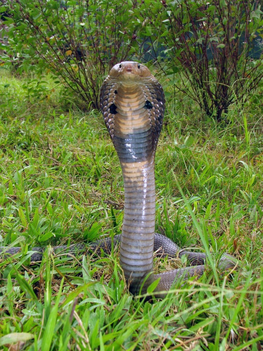 JB_Publishing's tweet photo. #snakeday It's World Snake Day! This is the Monocled Cobra, (Photo Ashok Captain_TheLisus). Taken from 'A Naturalist's Guide to Reptiles of India' by Indraneil Das & Abhijit Das #snakes #cobra #monocledcobra #India #snakebook #reptiles #WorldSnakeDay #WorldSnakeDay2020 https://t.co/fiydAO85qC