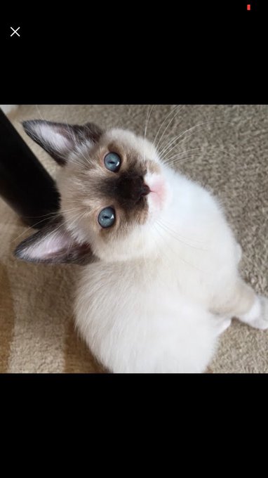 シャム猫のtwitterイラスト検索結果