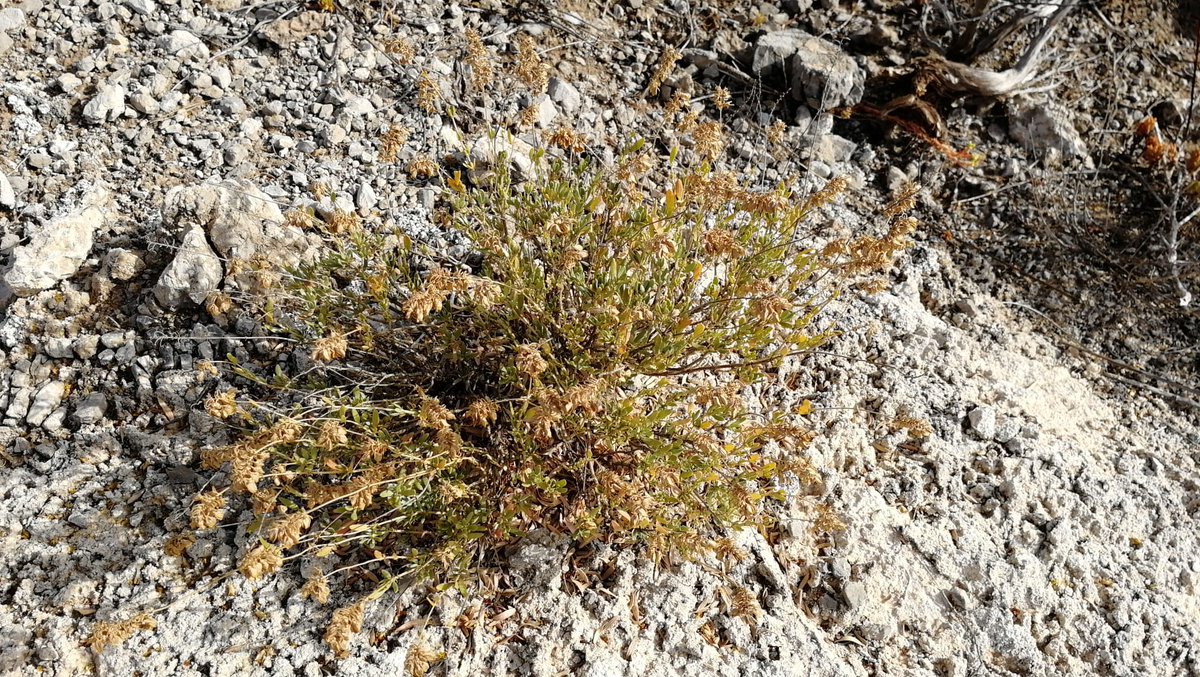 biodiversos.urjc tweet media