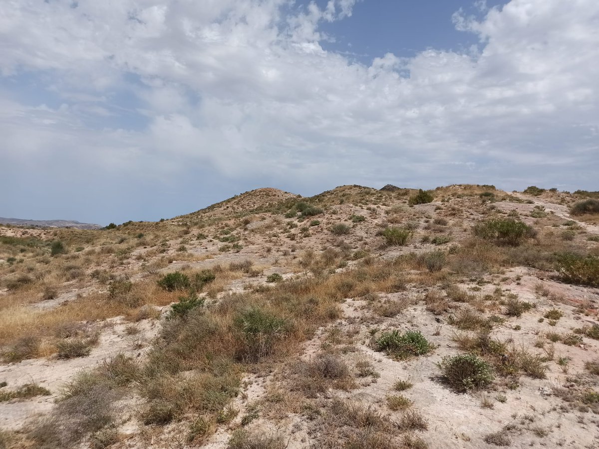 biodiversos.urjc tweet media