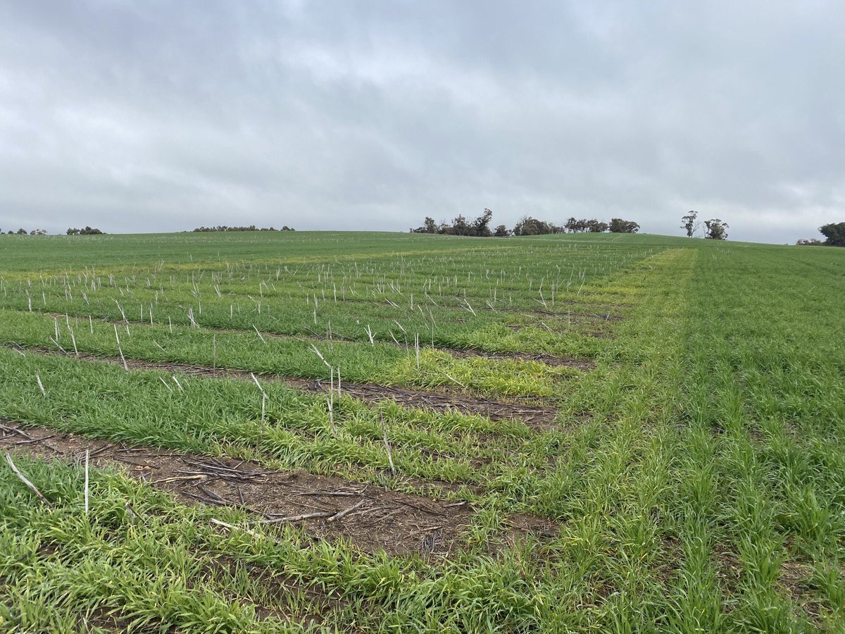CSBPfertilisers's tweet photo. High product N &amp; K trial in Williams also showing strong N responses visually and confirmed with tissue analysis. https://t.co/W8DUZWiPB3