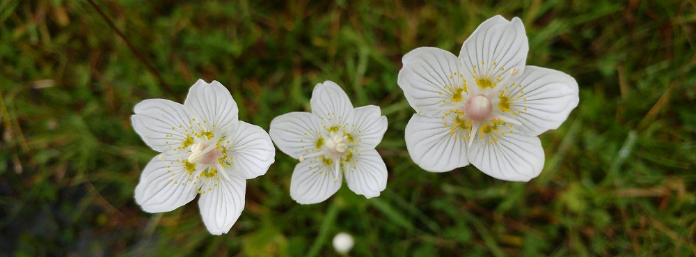 NETQROM's tweet image. In de afgelopen 7 jaar was zij als applicatiebeheerder onze primaire contactpersoon binnen @ParnassiaGroep, maar nu zegt Yvonne Binnerts haar werk vaarwel. Samen blikken we terug op haar loopbaan in de GGZ: bit.ly/2CJHjxq