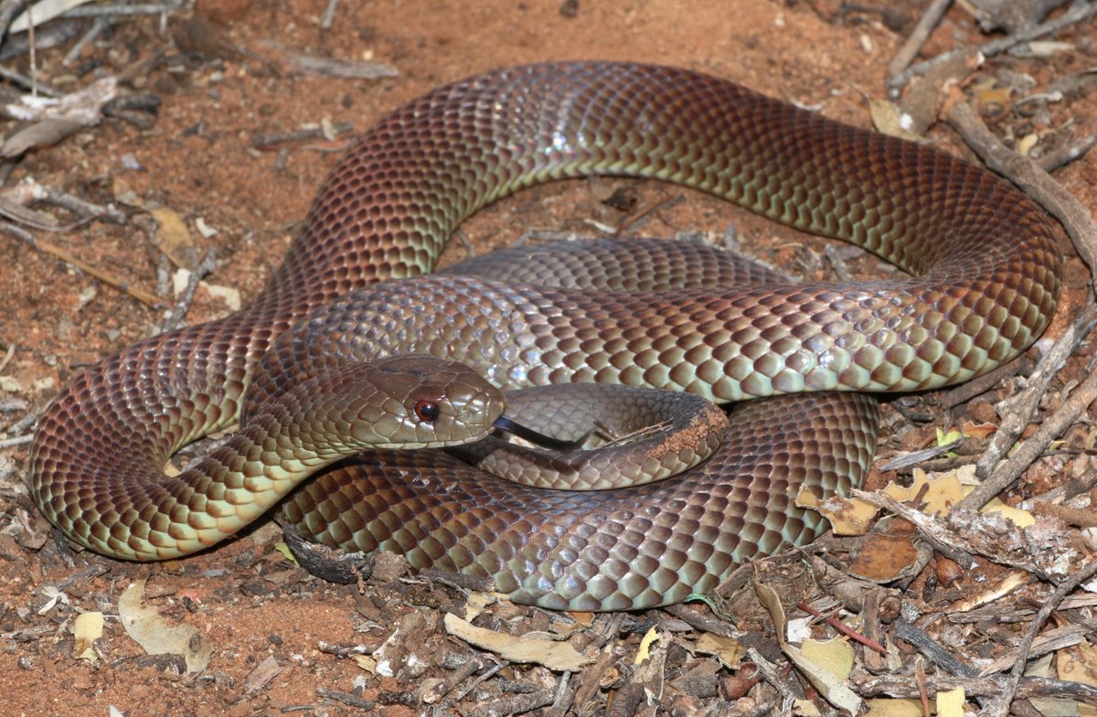 JB_Publishing's tweet photo. #snakeday It's World Snake Day! This is the King Brown Snake, (Photo Shawn Scott). Taken from 'A Naturalist's Guide to the Reptiles of Australia' by Peter Rowland & Chris Farrell #snakes #cobra #KingBrownSnake #Australia #snakebook #australiansnakes #reptiles #WorldSnakeDay2020 https://t.co/WyCJQuWAOb