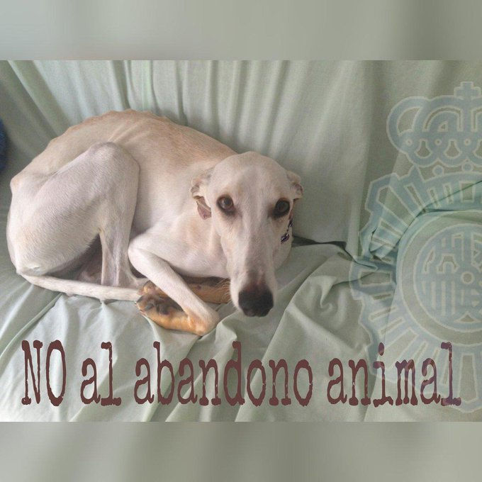 policia's tweet photo. El abandono NUNCA es una opción y es #delito

Que irte de #vacaciones no sea su peor pesadilla

NO SEAS CRUEL
We ❤ Animals https://t.co/Leg5sudP7q