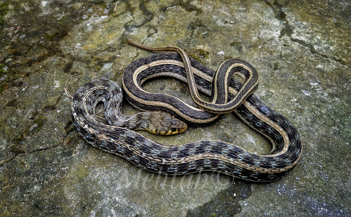ceesdindia's tweet photo. World Snake Day is an important day when it comes to increasing awareness, snakes have gotten something of a bad rap over the past few thousand years. However, snakes are great creatures and they are so important to the world that we live in. https://t.co/bdIgzBaEim