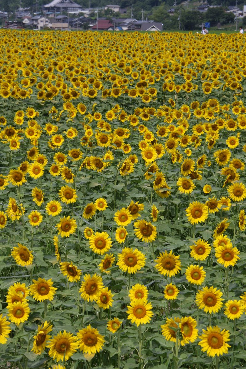 南光ひまわり畑