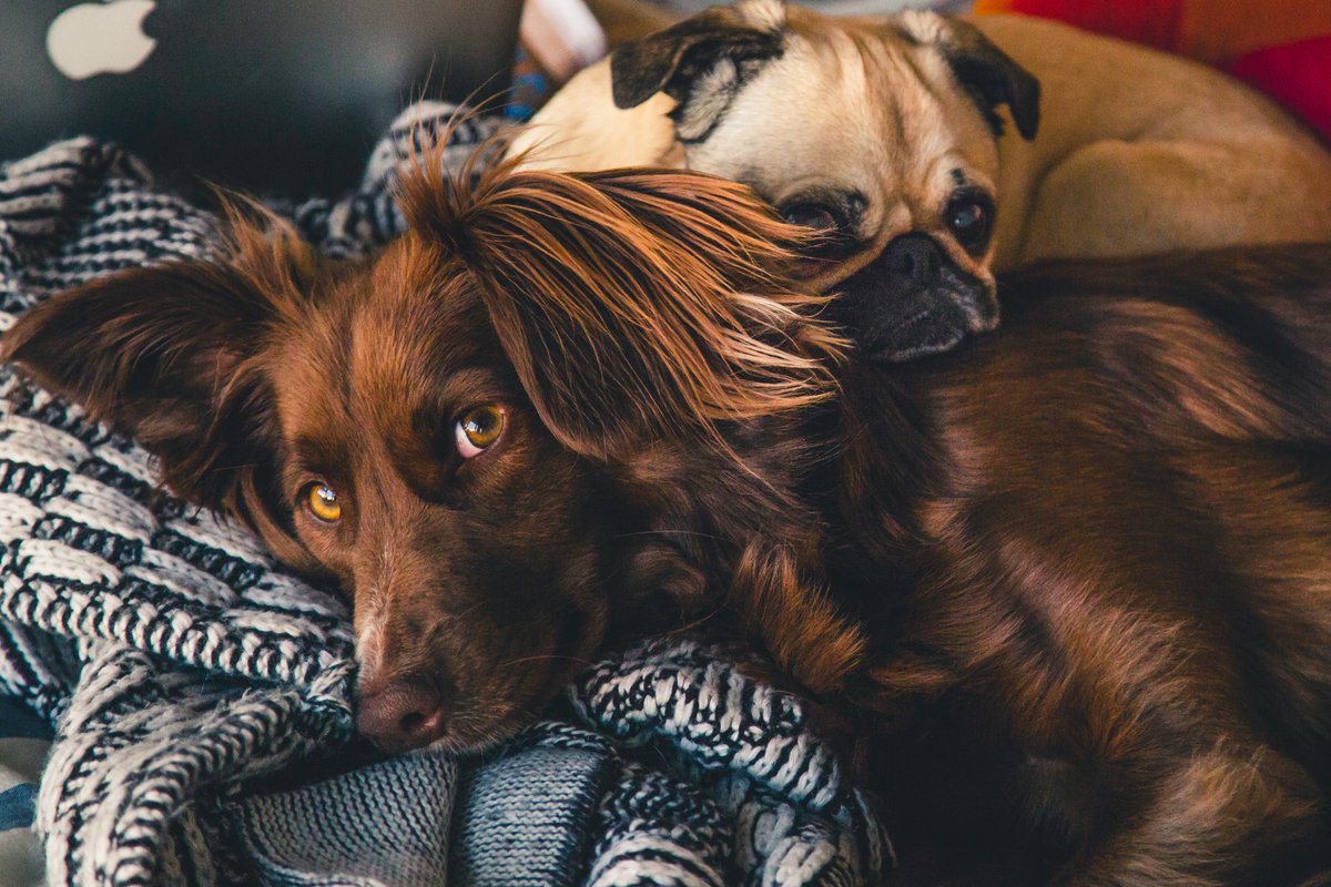 CitizenPhotoPr's tweet photo. Even mans best friend deserves the best print quality, why go anywhere else?
-
-
#PoweredbyCitizen #printing #Photography #printers #ProfessionalPhotographer #print #printingbusiness #retailprint https://t.co/MQ4JFnyaVg