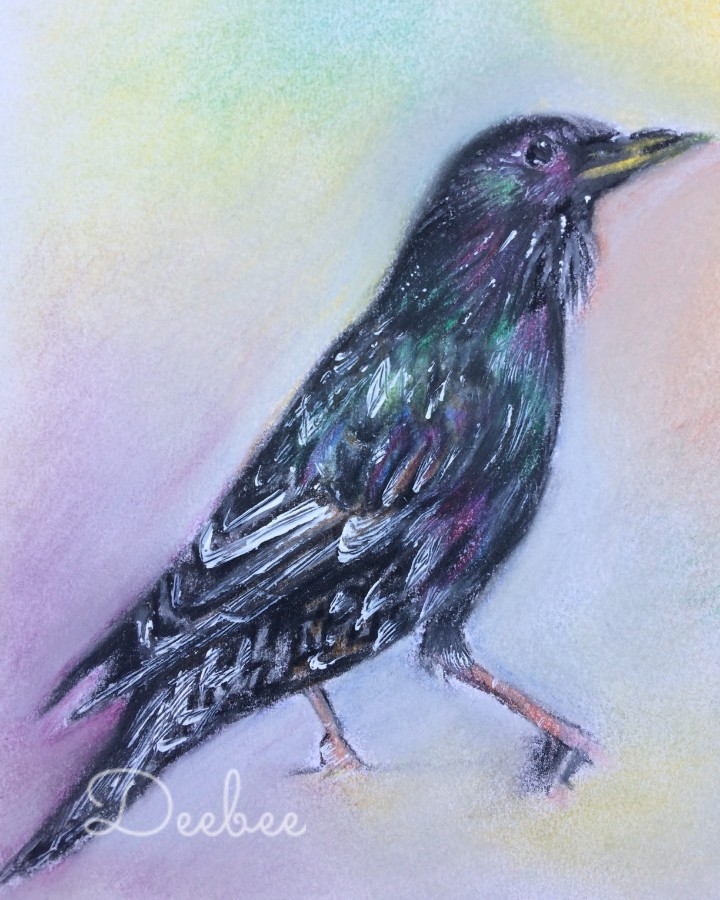 DeeBee60838114's tweet photo. Another day another bird ... A darling starling today 🐦💓

#starling 
#mixedmedia 
#birdlovers https://t.co/Qnhxd76e14