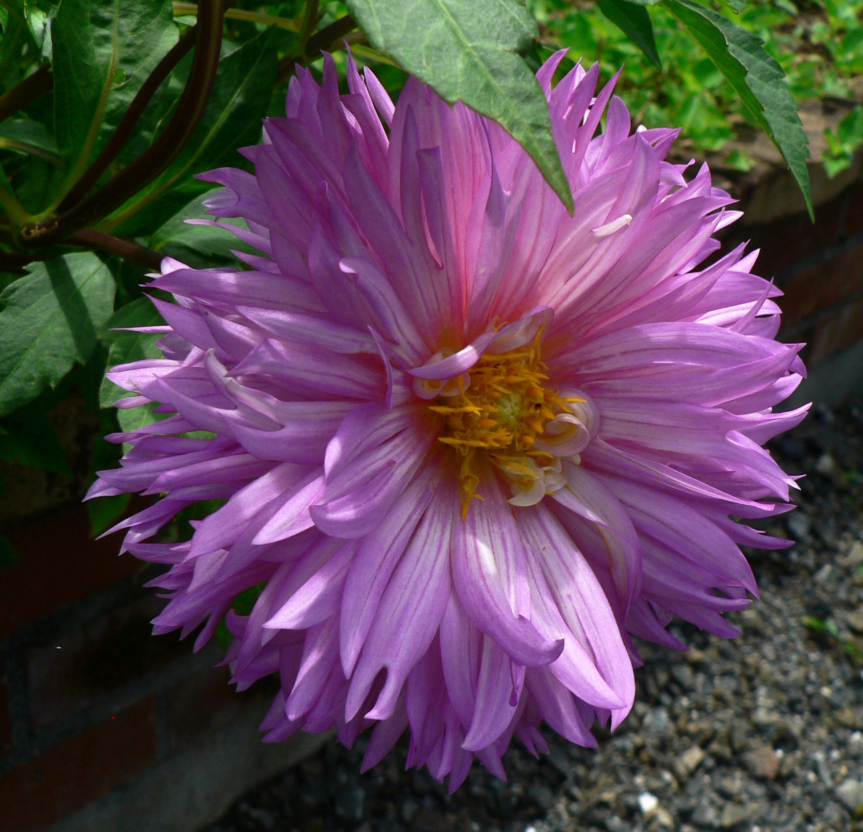 豪華な花 Twitter Search Twitter