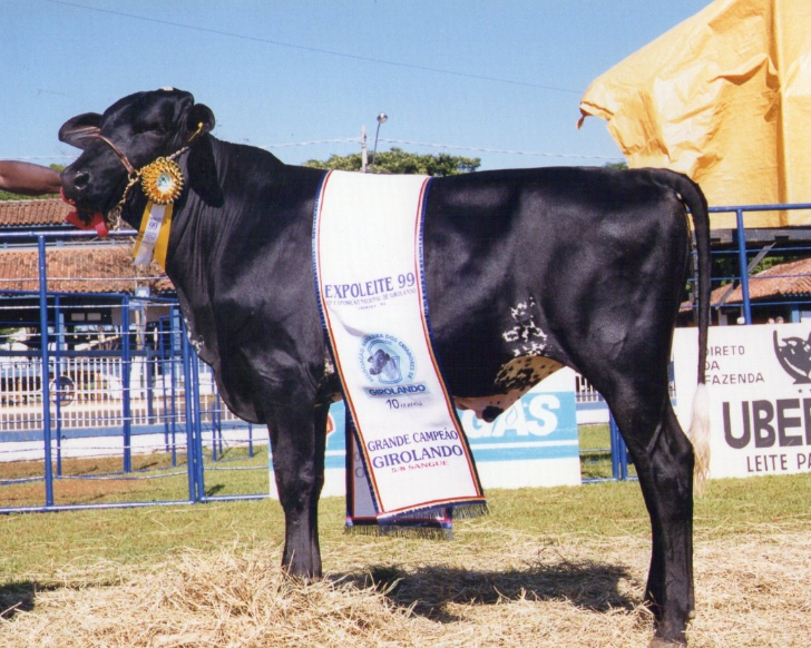 abcgirolando's tweet photo. É dia de #TBTGirolando! 🤩🔙 Foto do Grande Campeão Girolando 5/8, durante a Expoleite, de 1999. 🐂 Têm fotos aí guardadas? Poste em suas redes sociais com a #TBTGirolando. #Girolando #GrandeCampeão #1999 #Expoleite #Uberaba https://t.co/oSUHFFXzkF