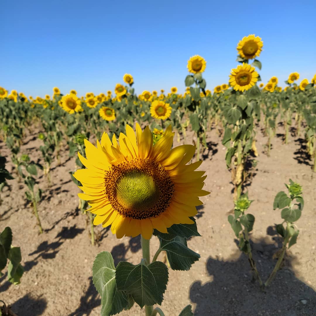 AquilaNatura's tweet photo. ¡Ah, girasol! girasol! Hastiado del tiempo,
contesta las pisadas del sol,
y buscaste aquel clima dulce y adorado
donde concluye el rumbo del viajero.
(William Blake)
#girasoles🌻 #Forfoleda #naturalezaenverano https://t.co/5vKHwoLLJm
